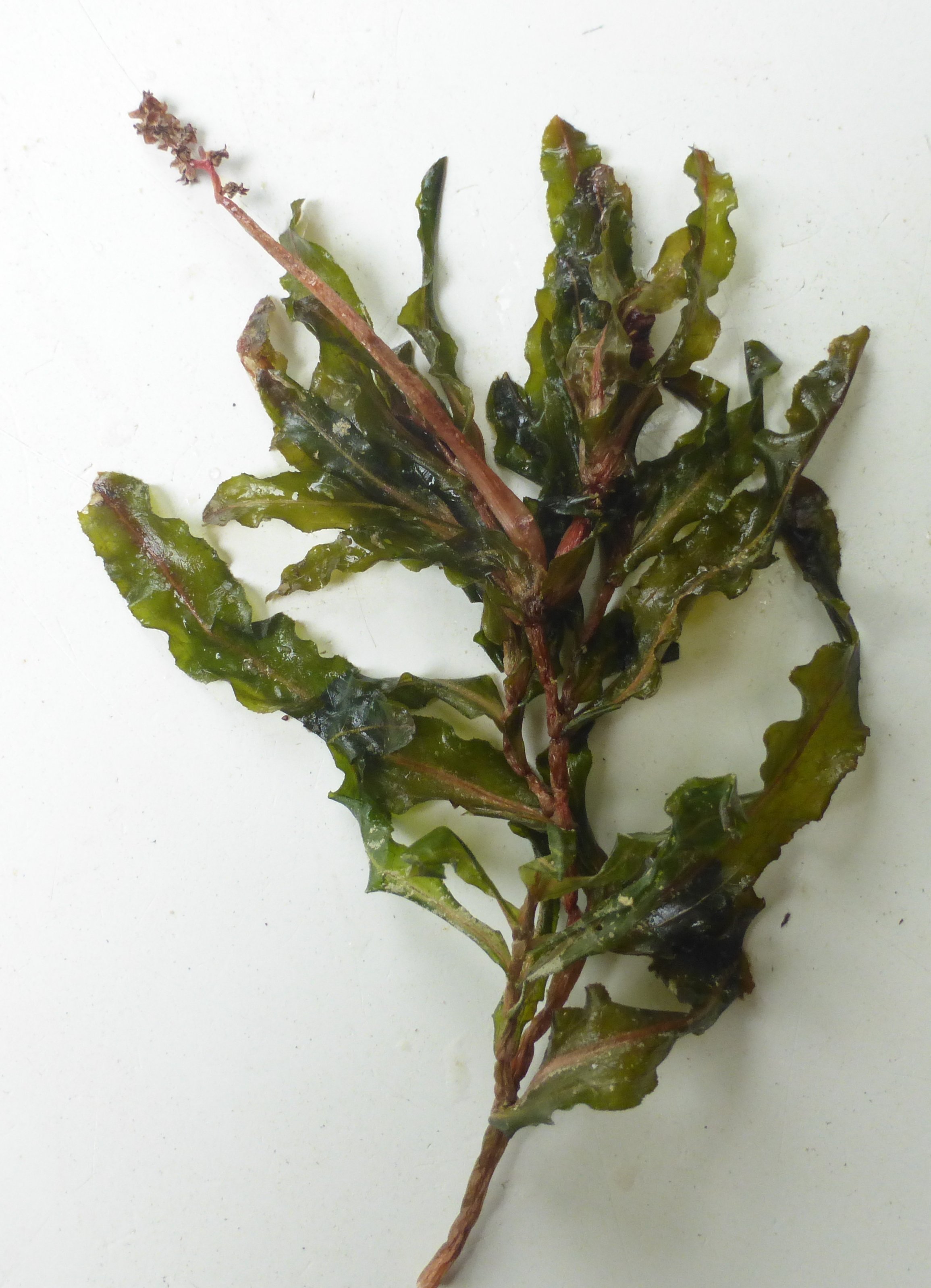 potamogeton crispus