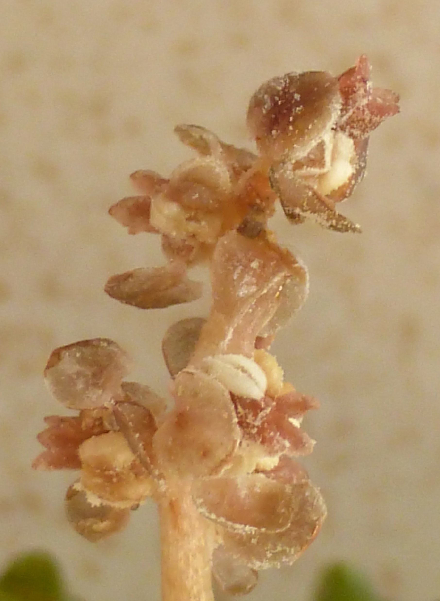 potamogeton crispus