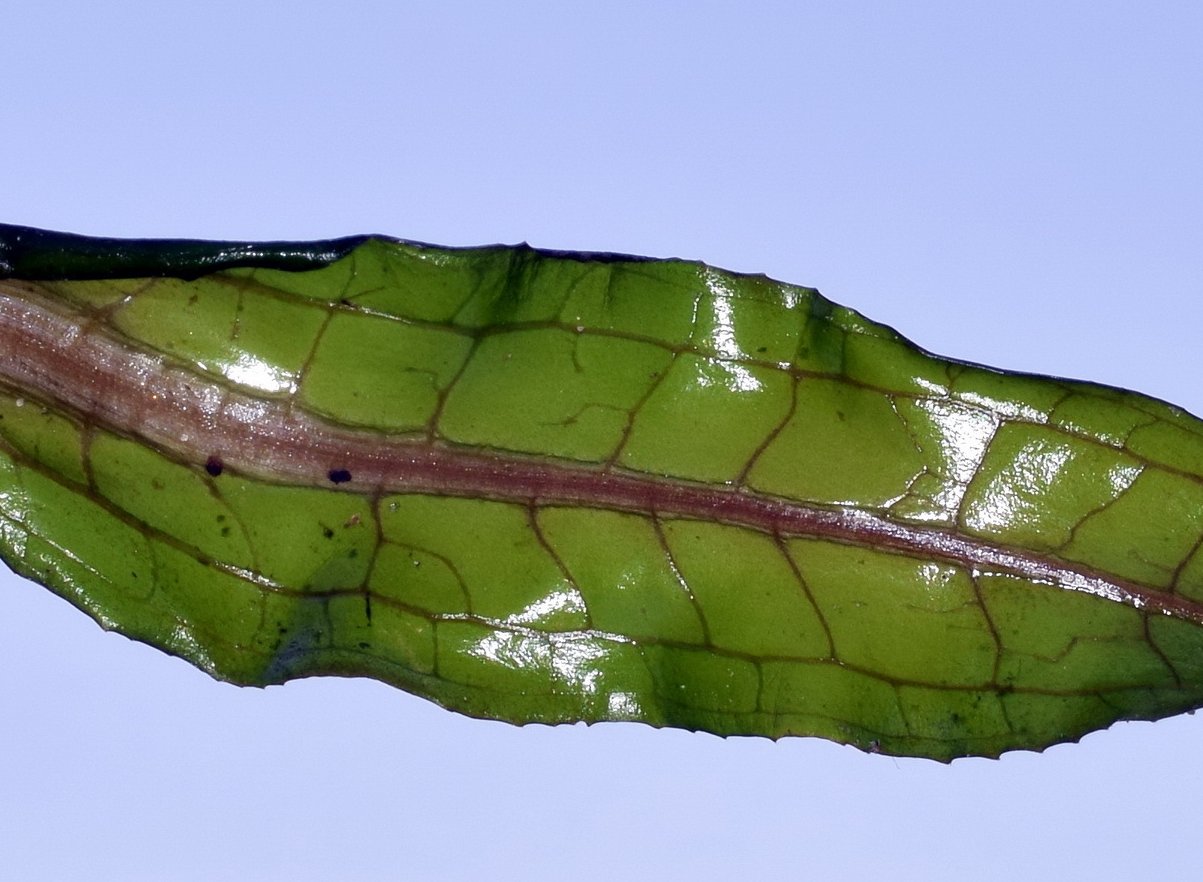 potamogeton crispus