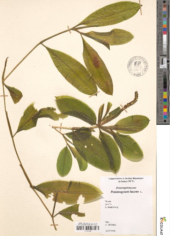 potamogeton lucens