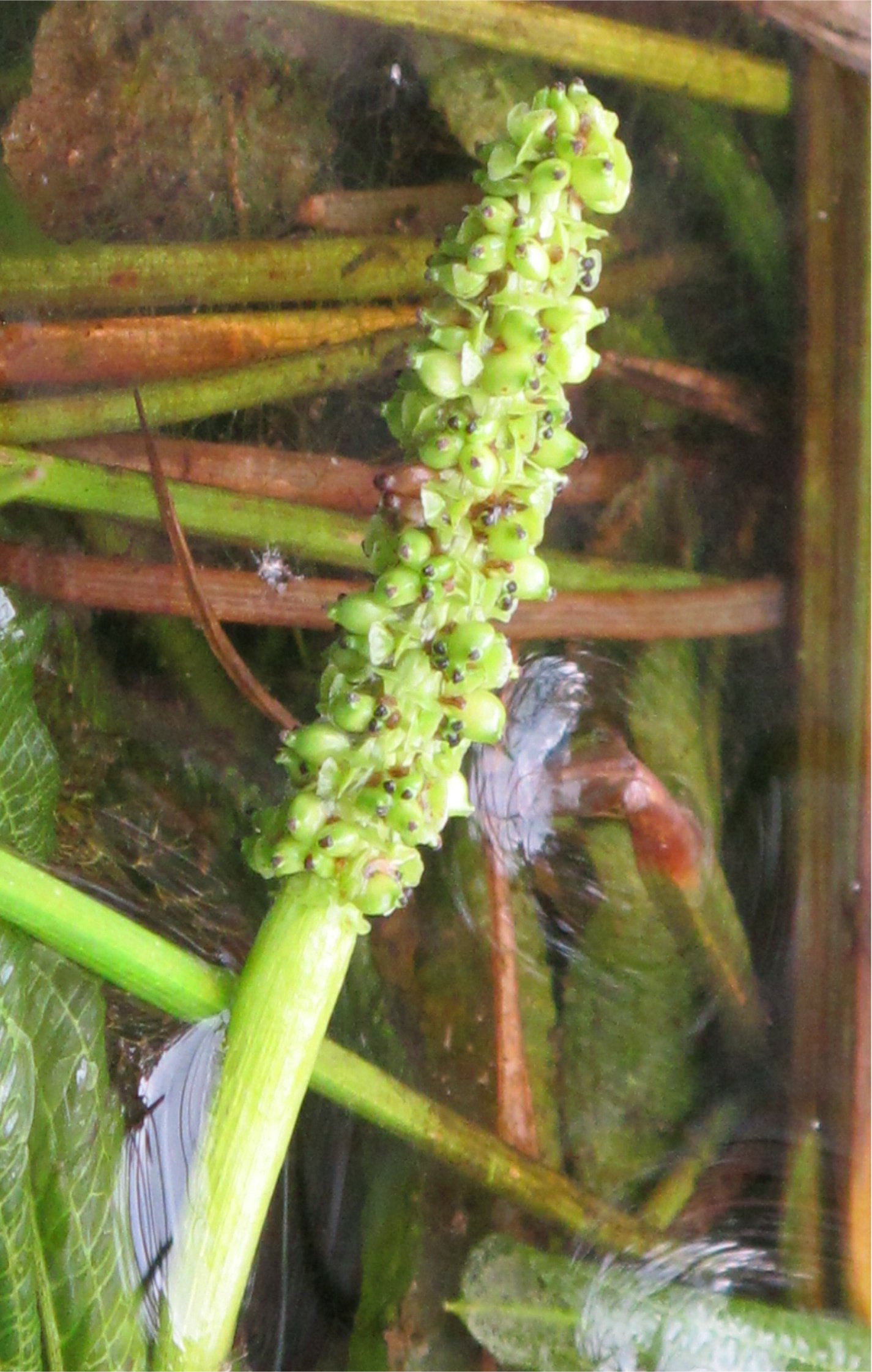 potamogeton lucens