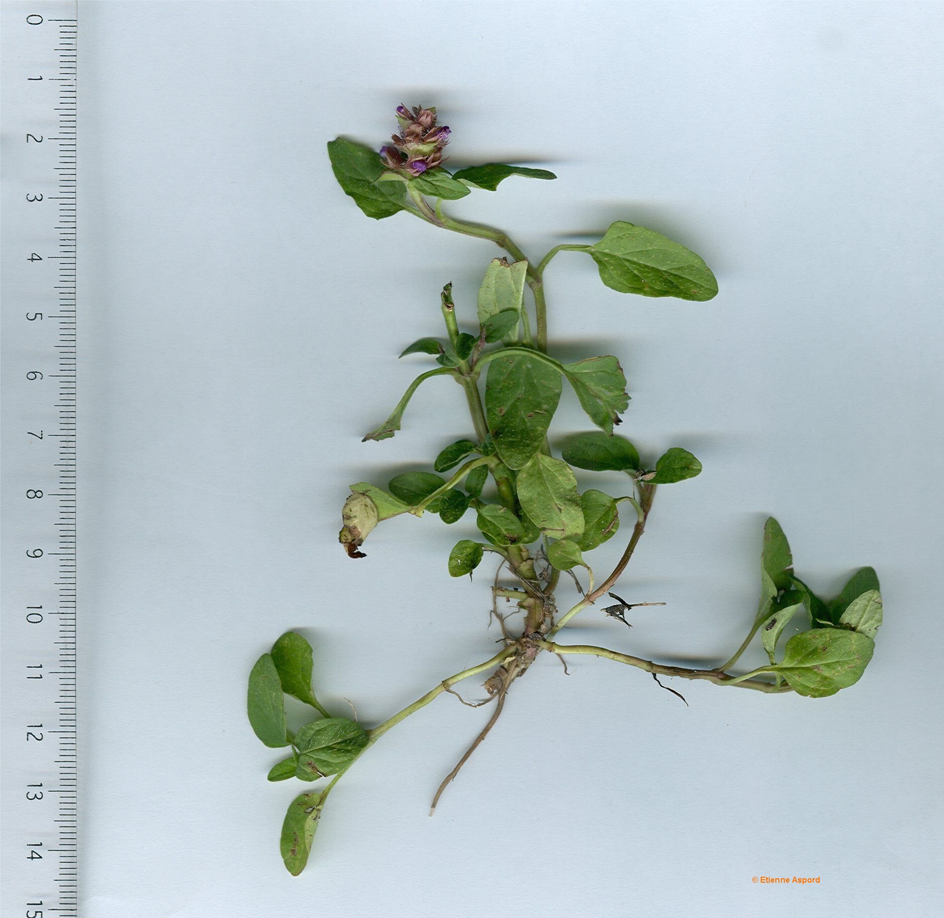 prunella vulgaris