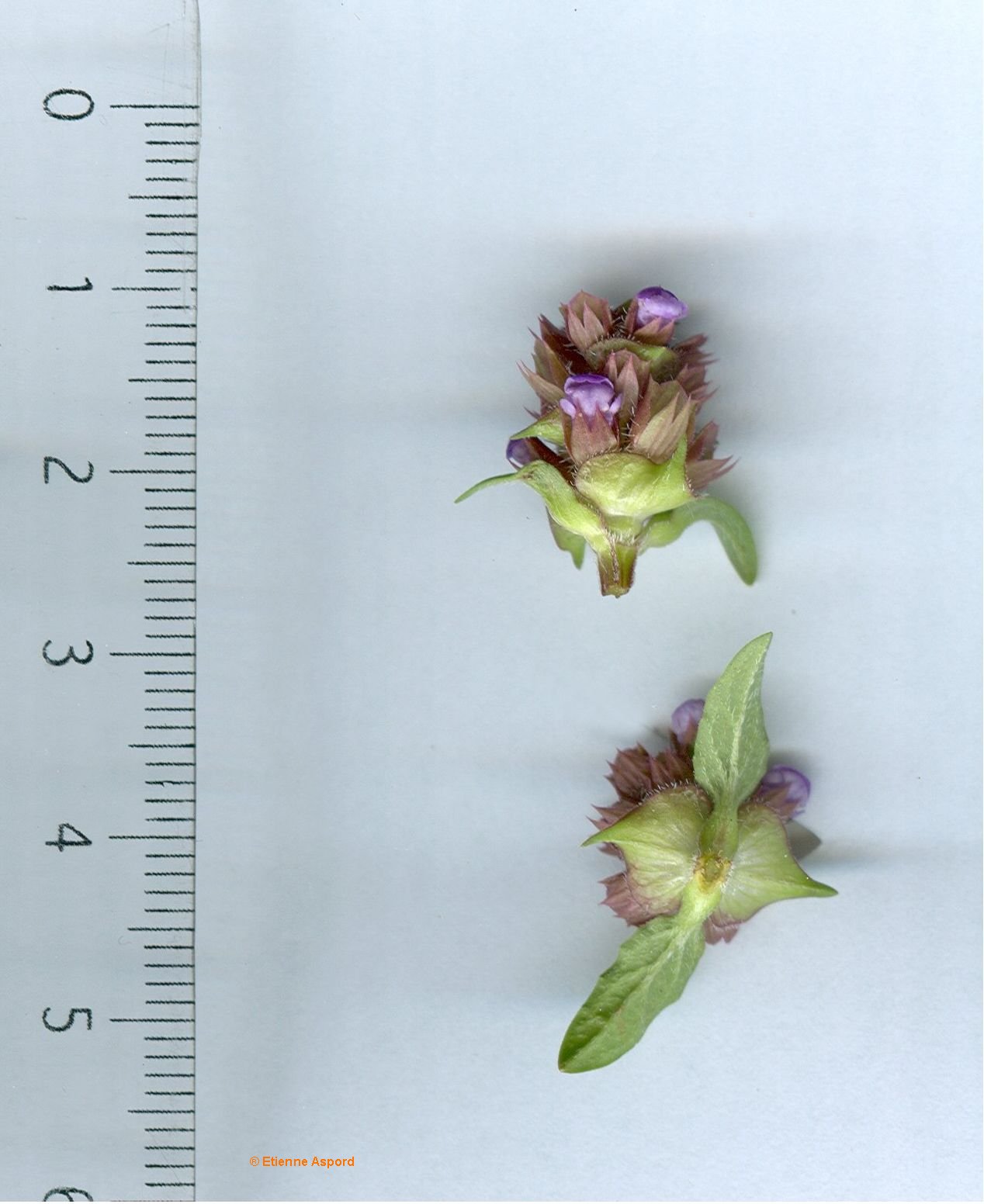 prunella vulgaris