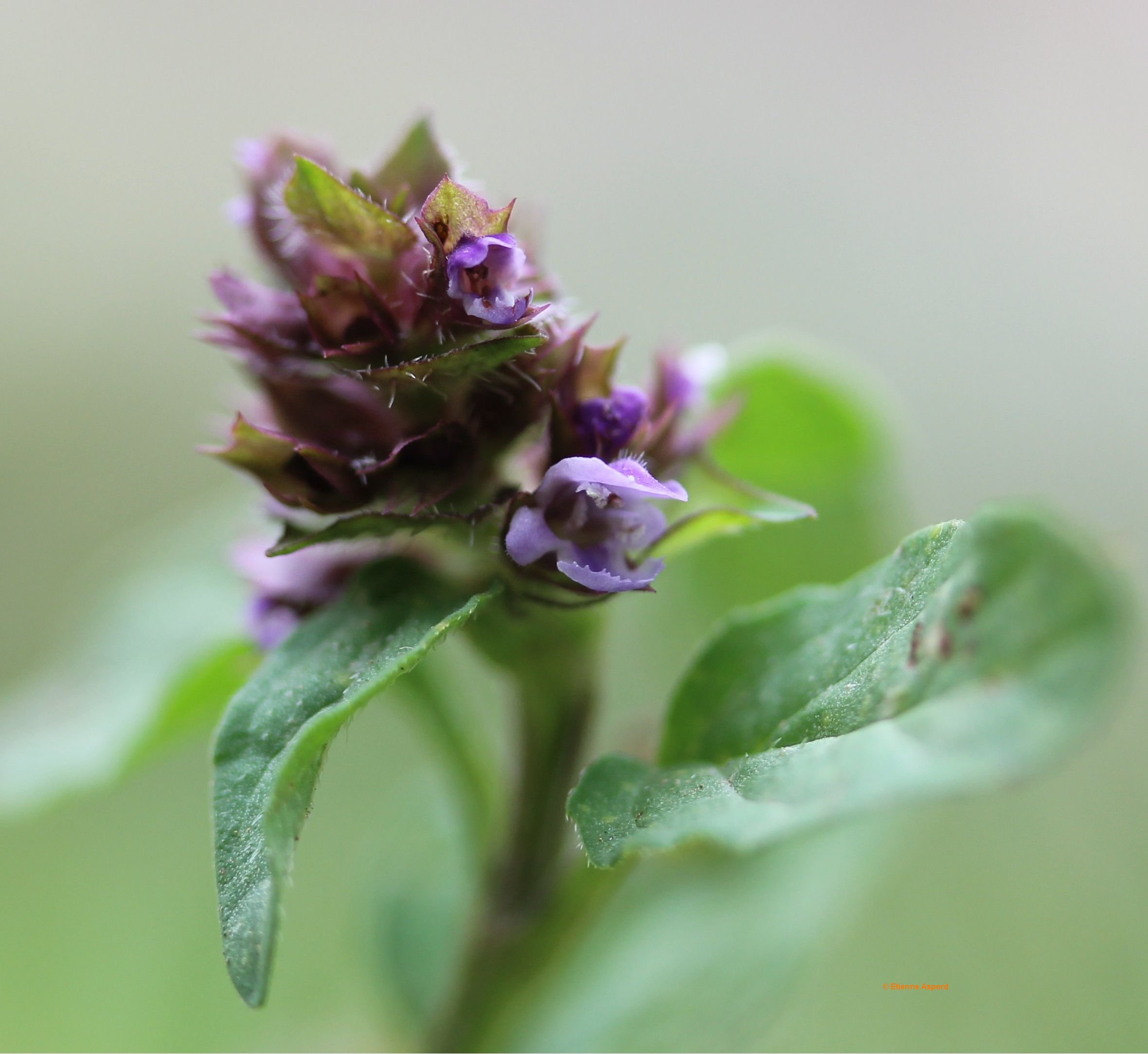 prunella vulgaris