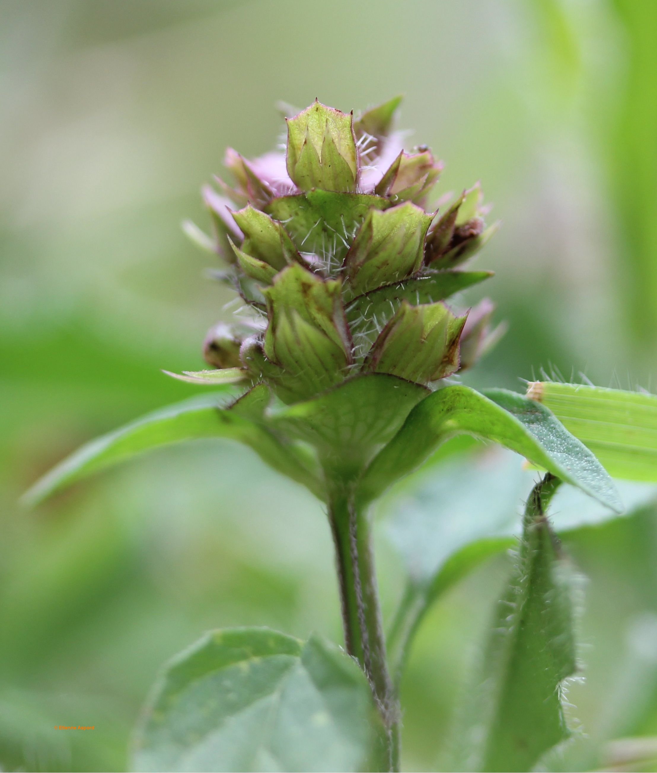 prunella vulgaris