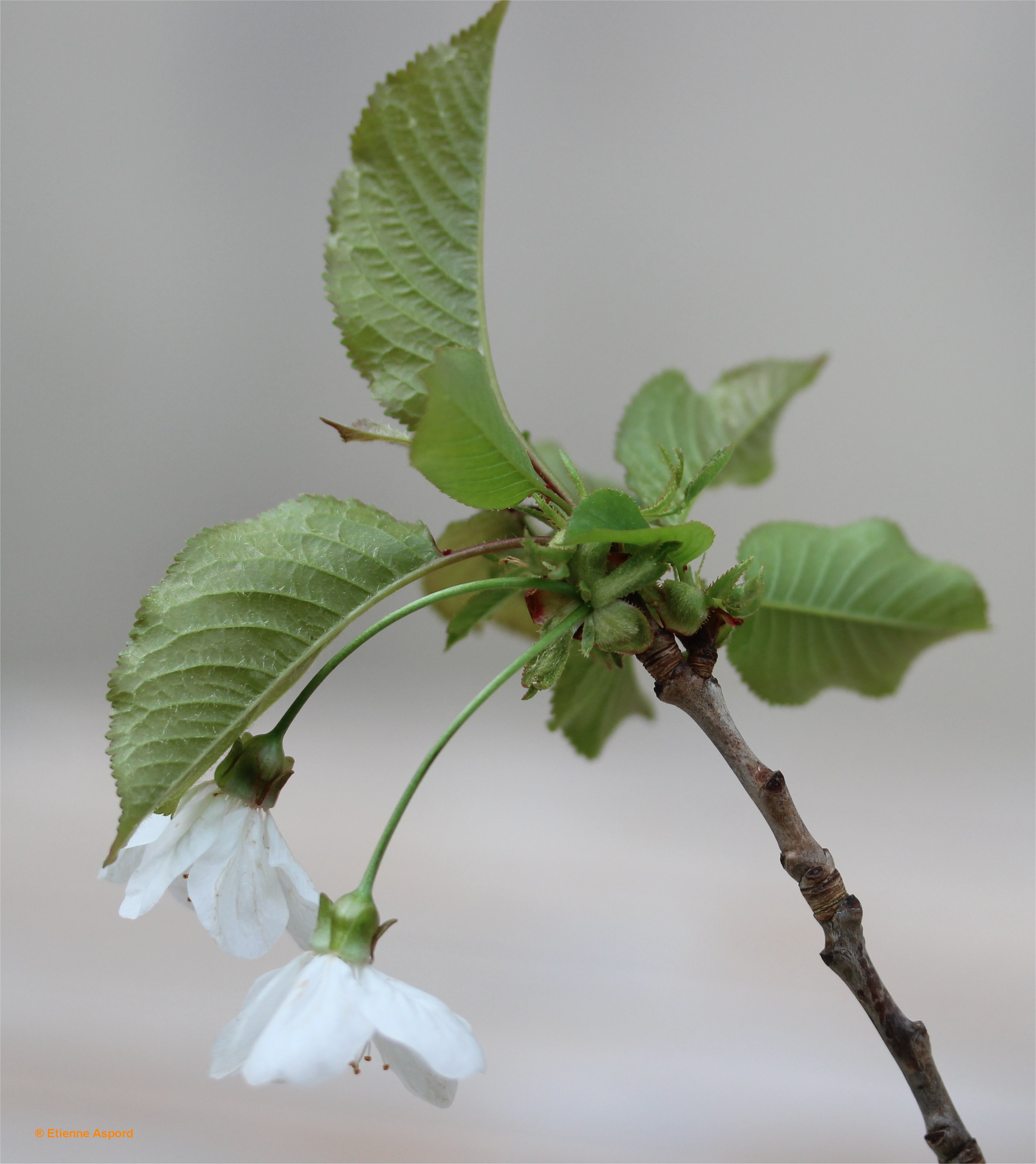 prunus avium