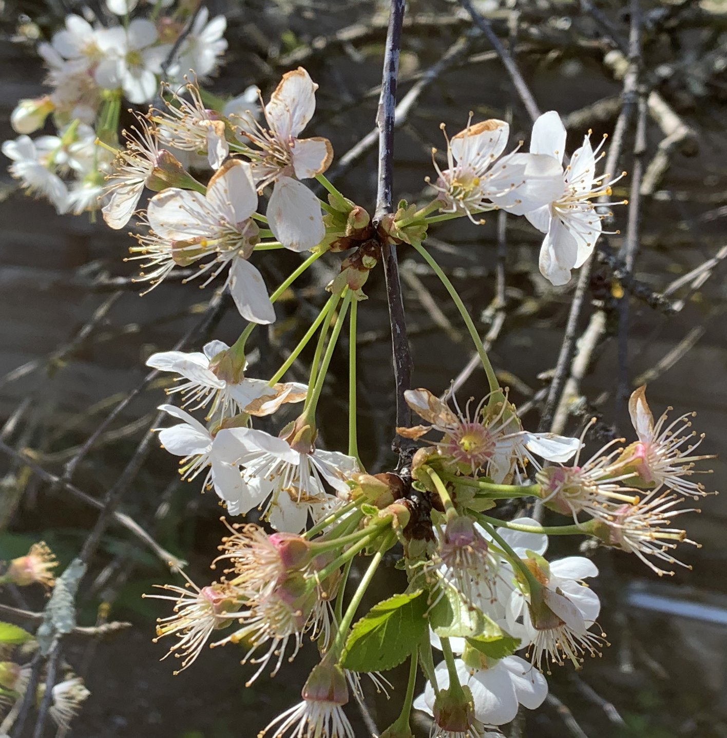 prunus cerasus