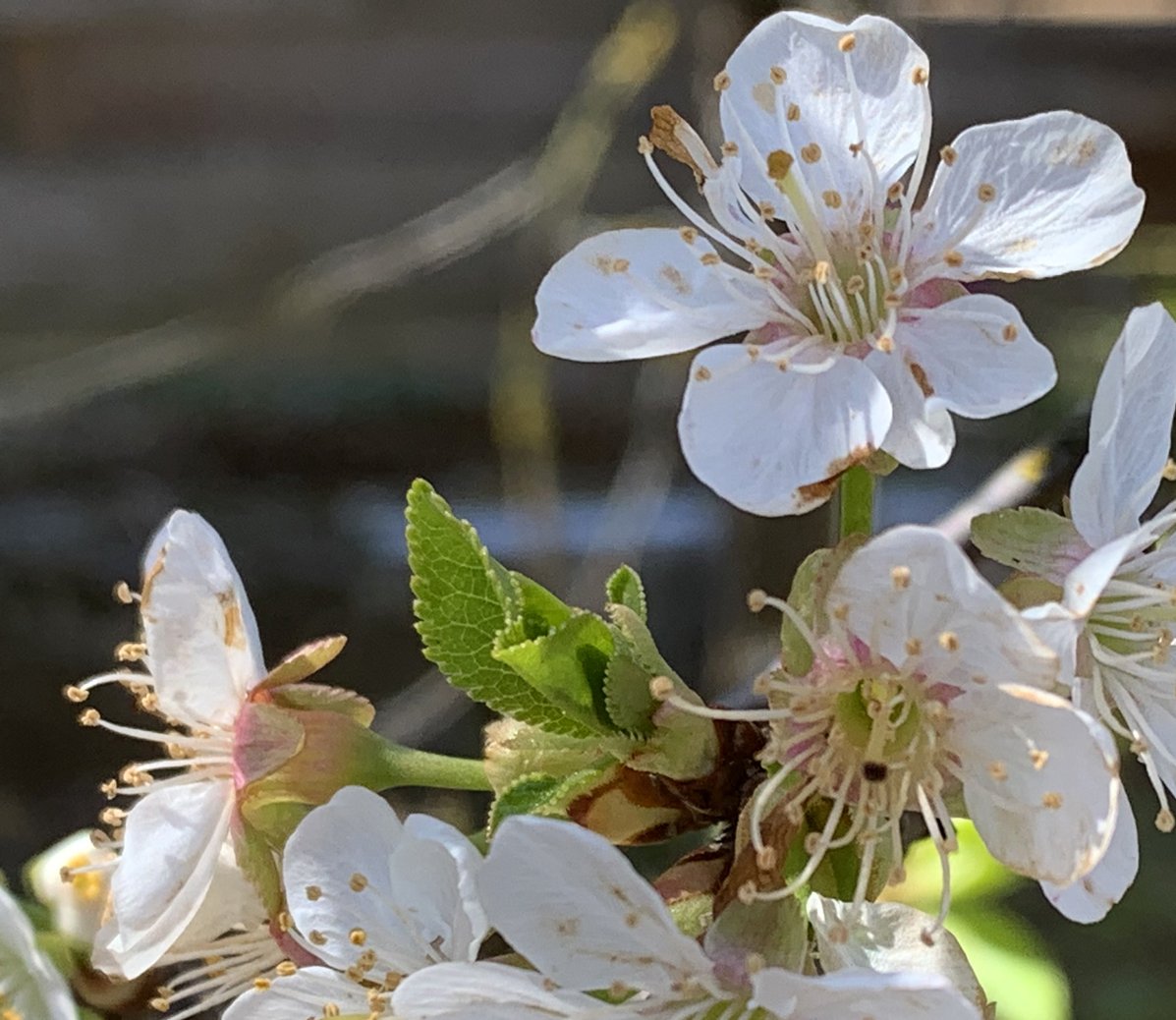prunus cerasus