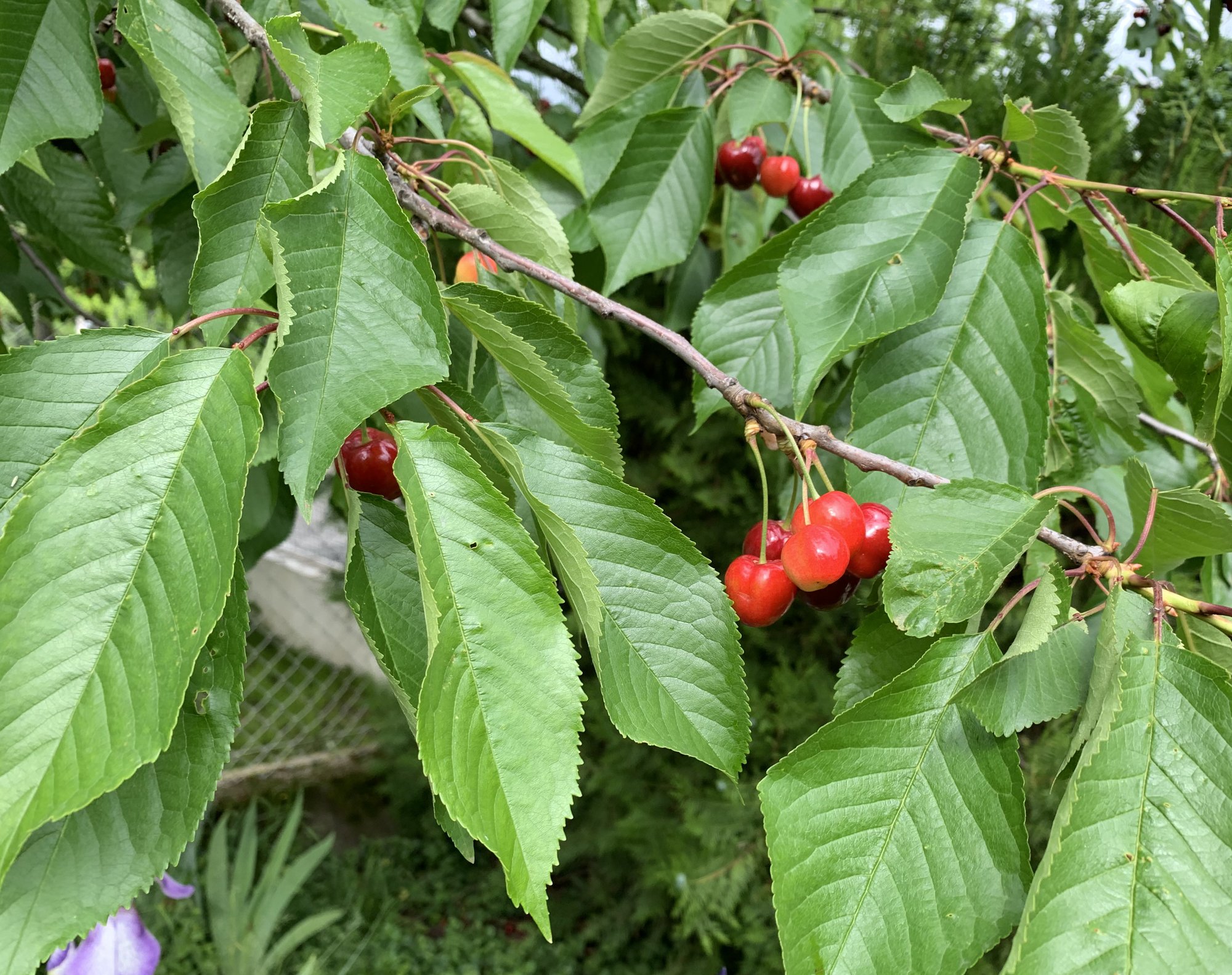 prunus cerasus