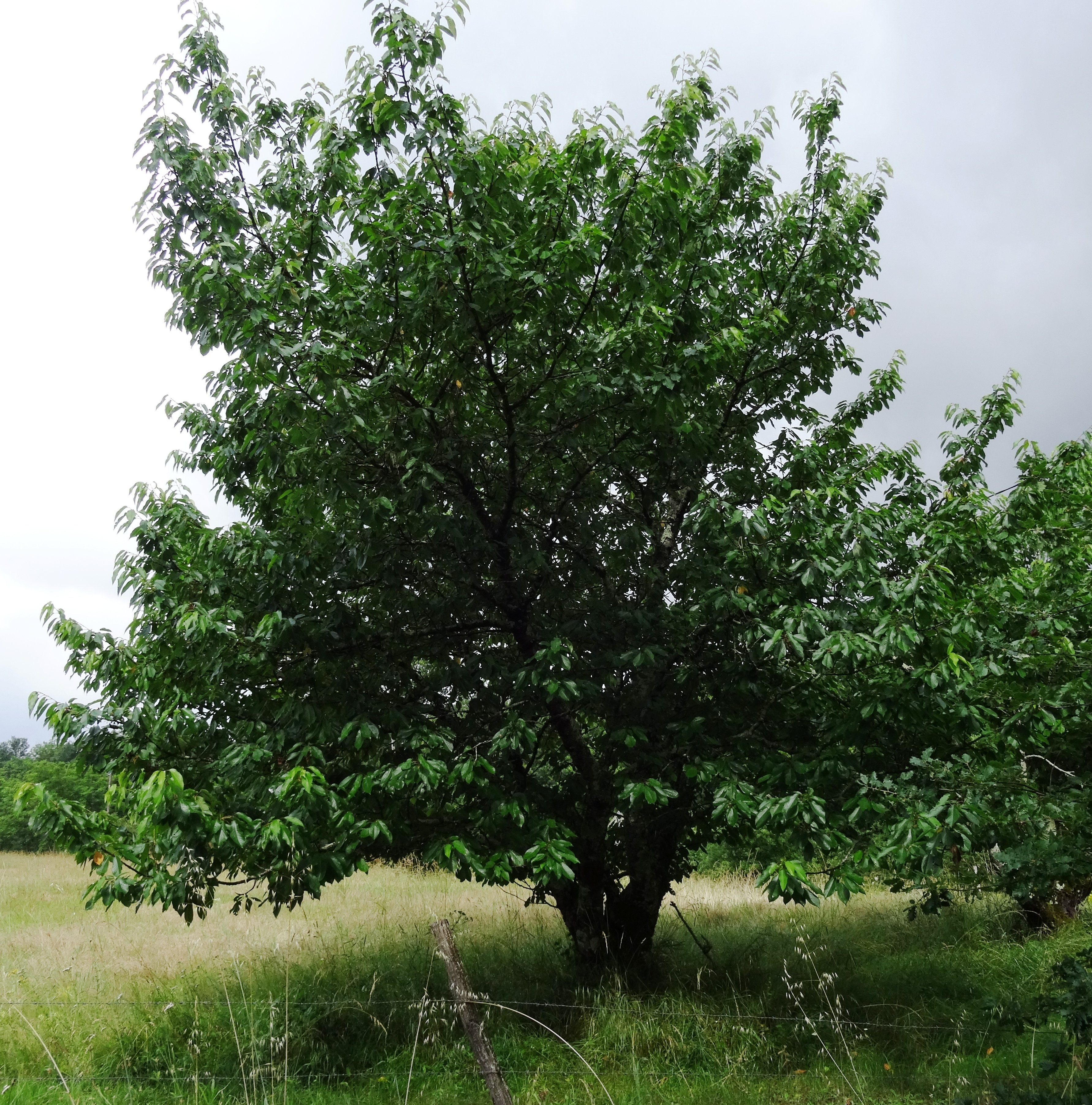 prunus cerasus