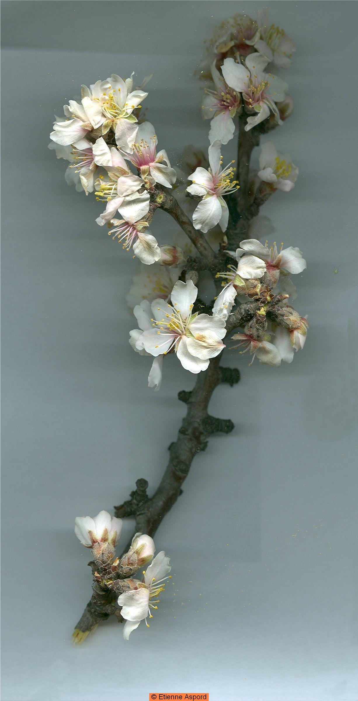 prunus dulcis