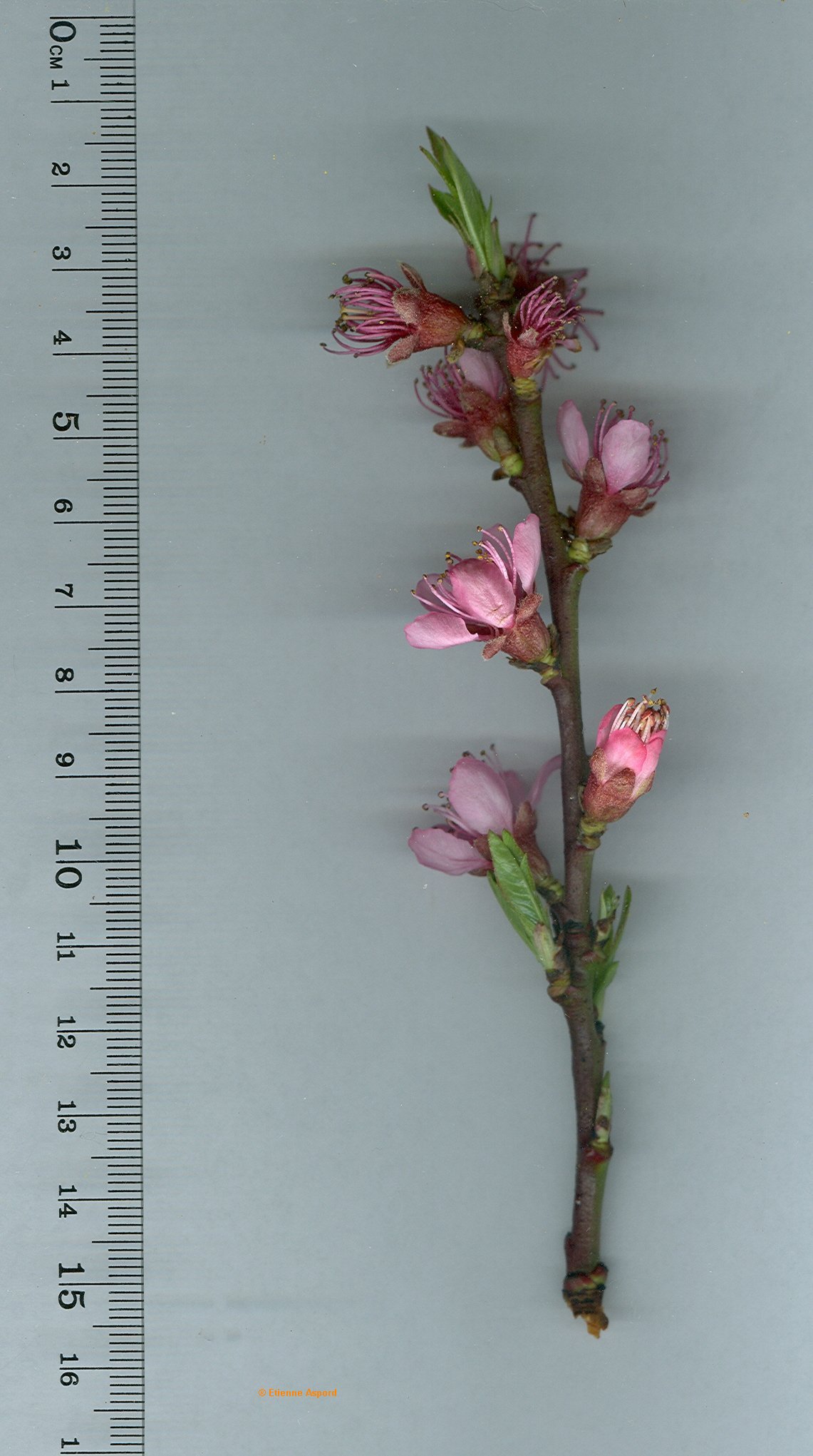 prunus persica