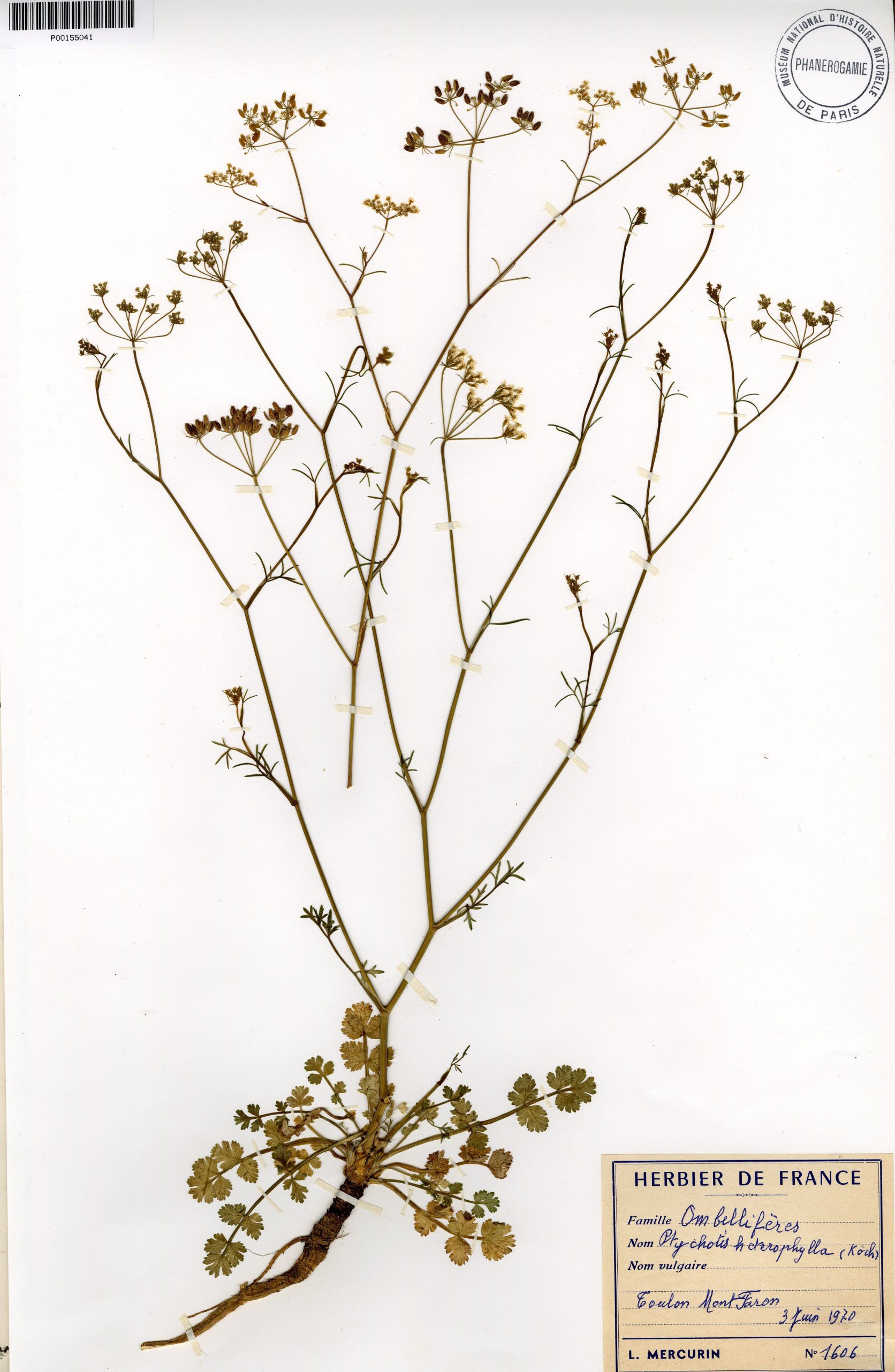 Ptychotis saxifragaptychotis heterophylla
