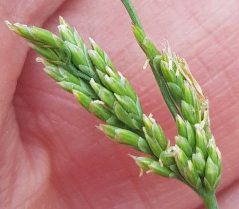 puccinellia fasciculata