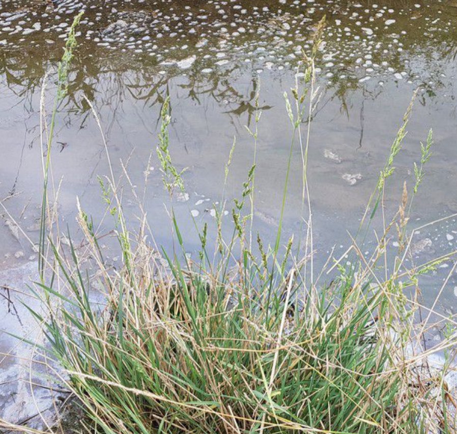 puccinellia fasciculata