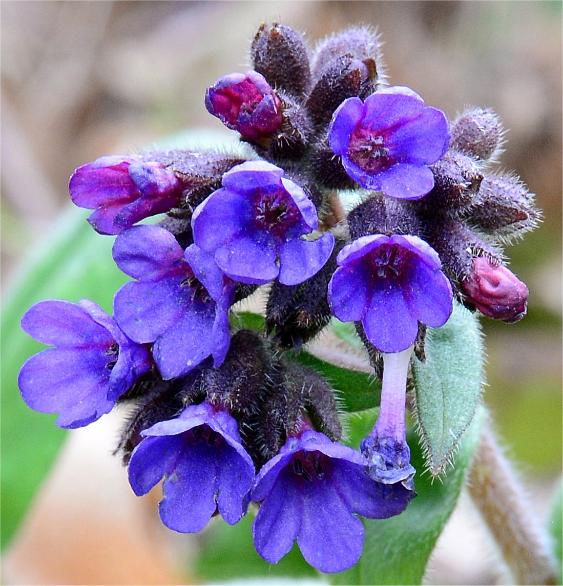 Pulmonaria longifoliapulmonaria longifolia
