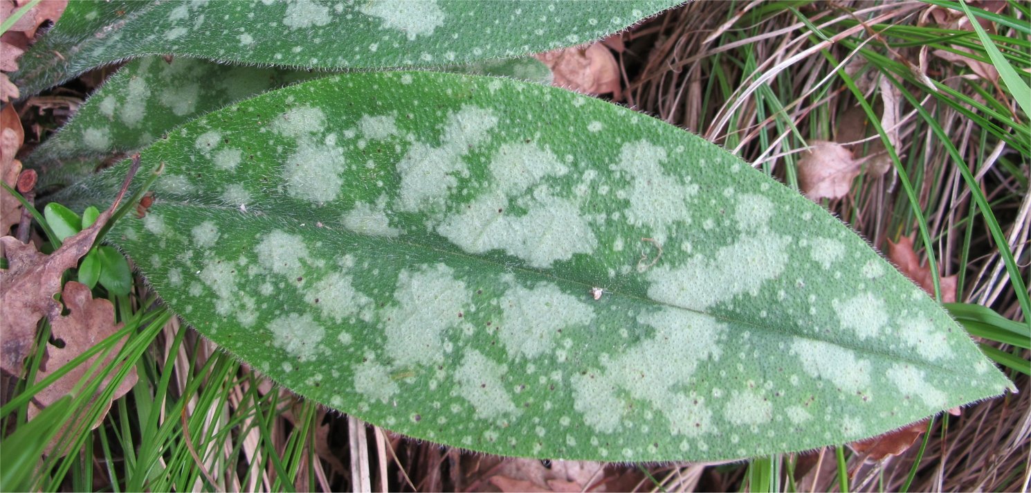 Pulmonaria longifoliapulmonaria longifolia