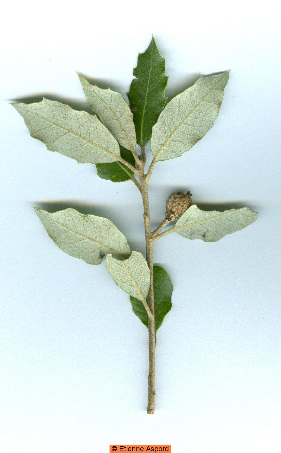 quercus ilex