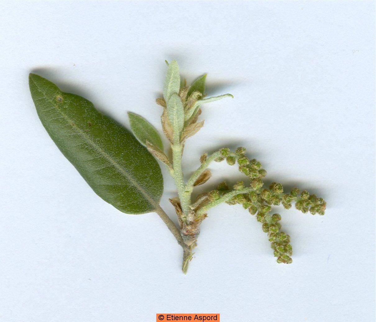 quercus ilex