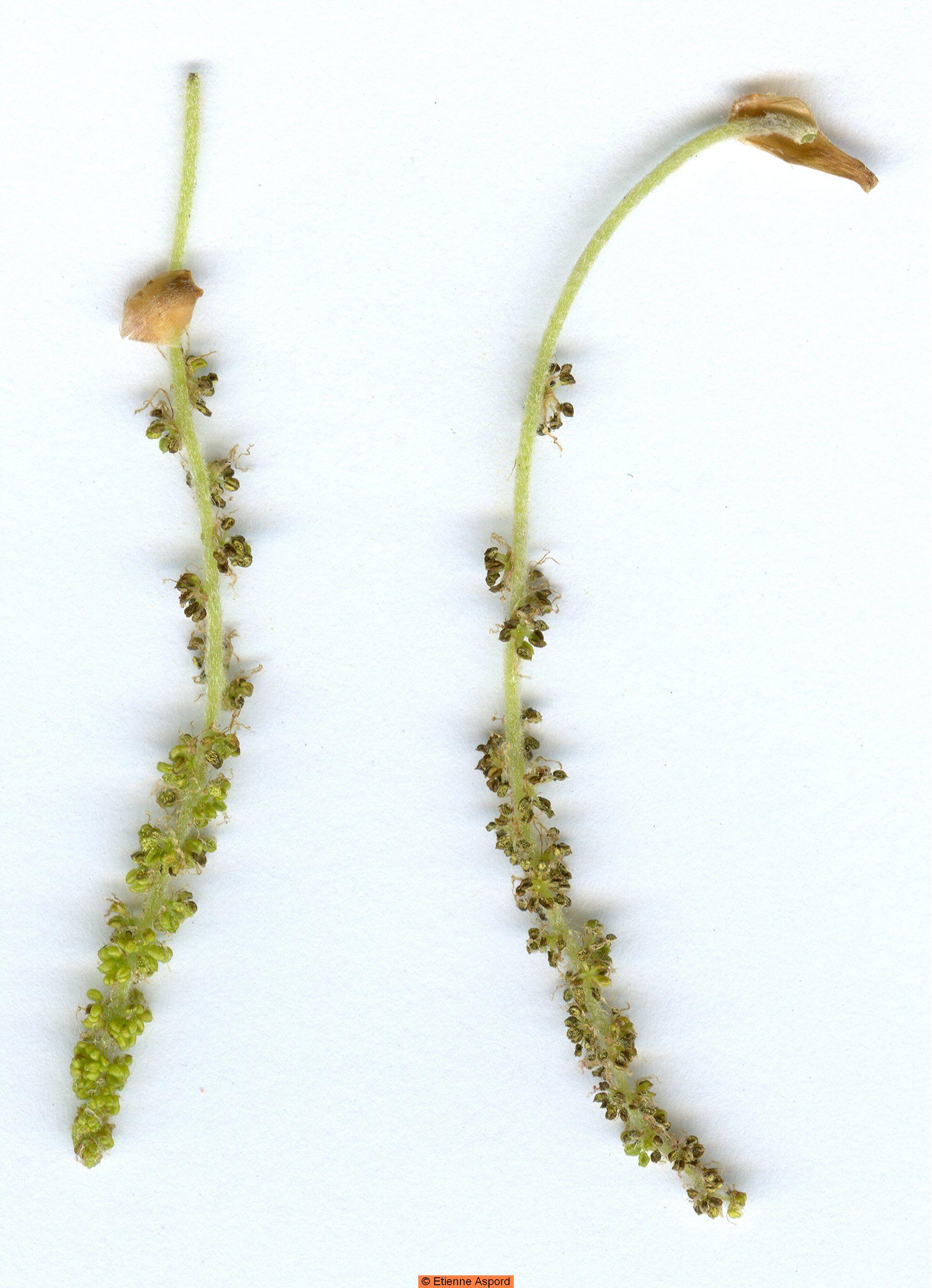 quercus humilis