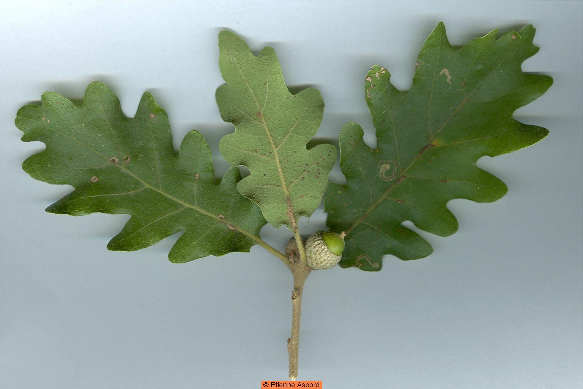 quercus humilis