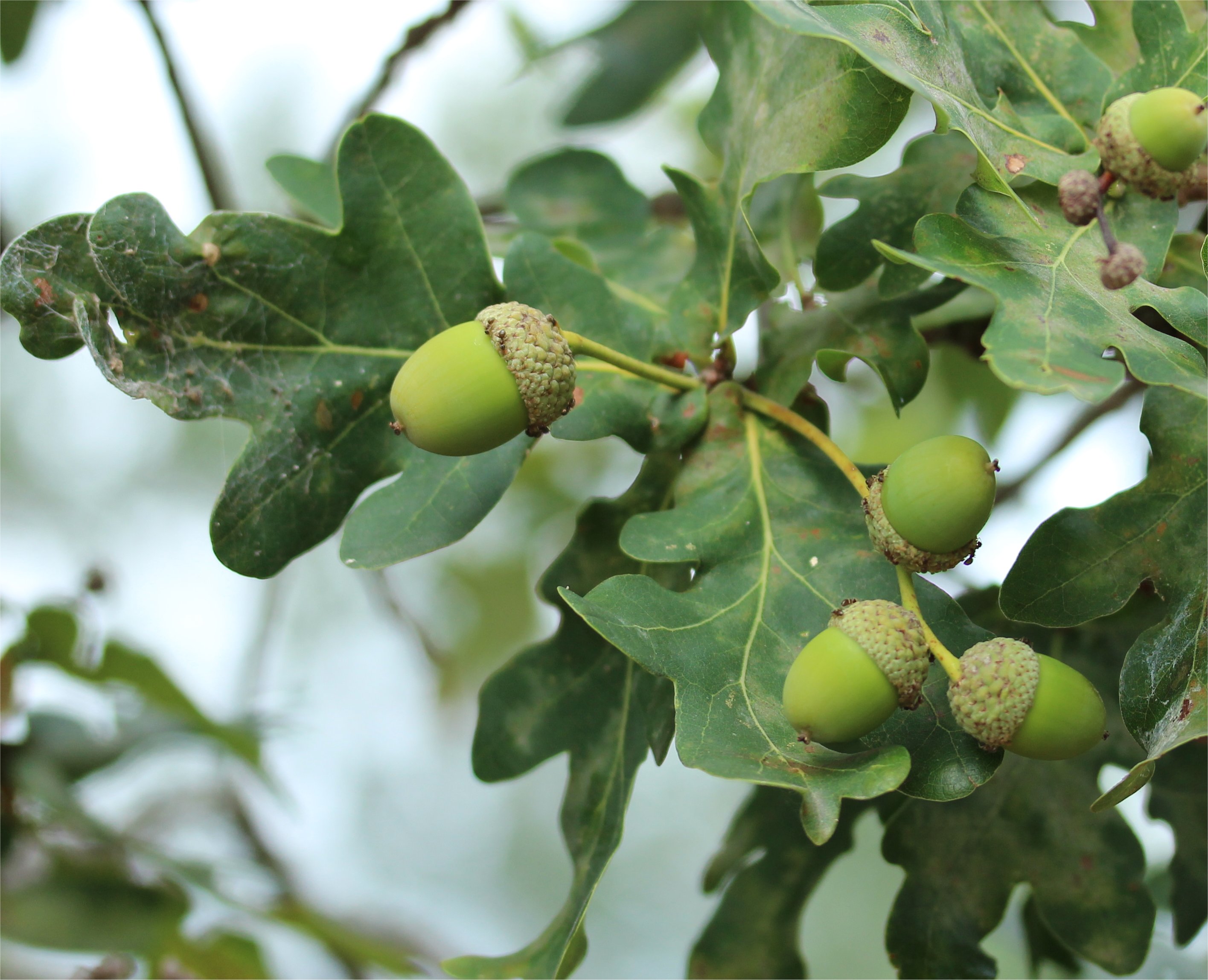 quercus robur