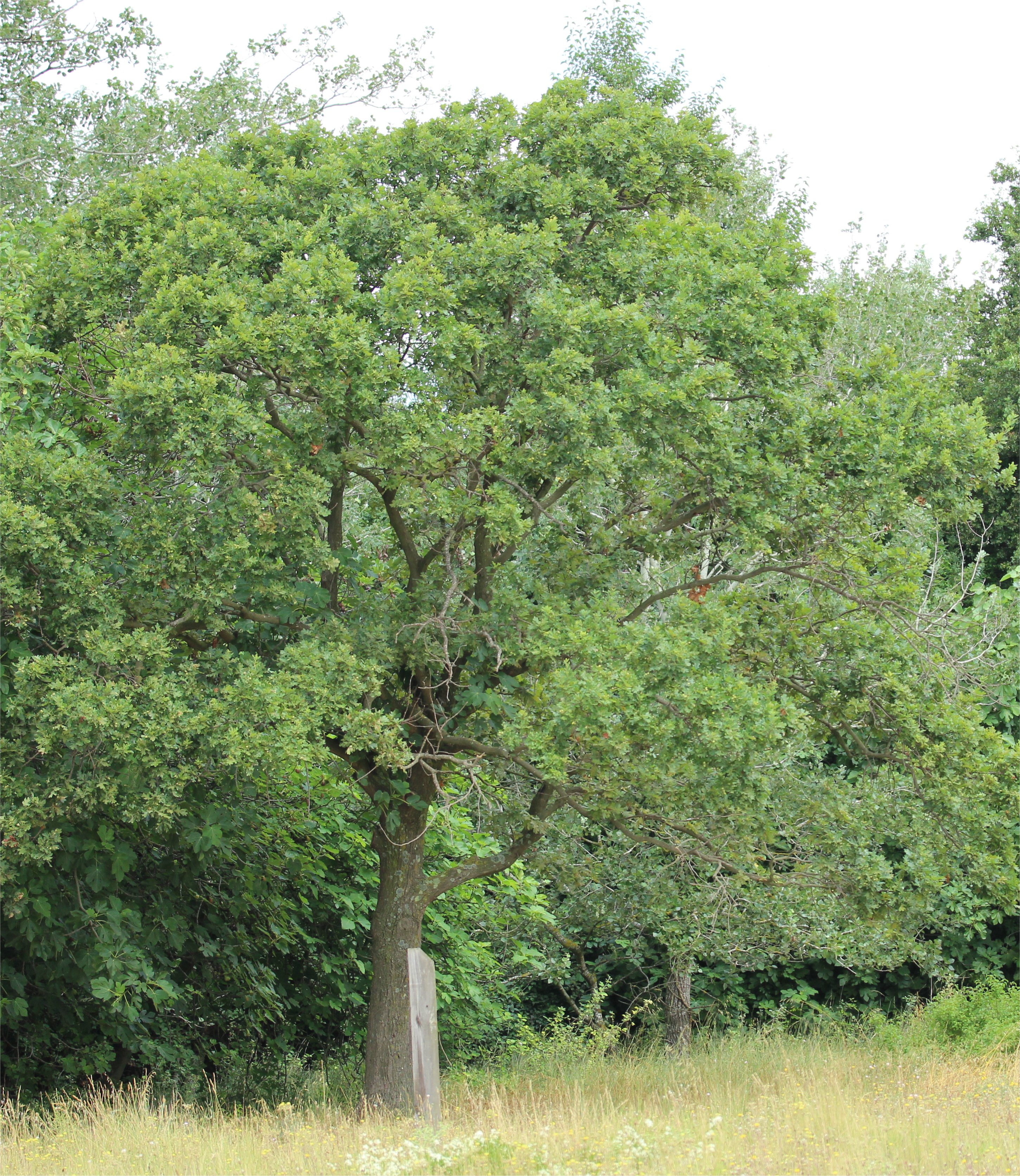 quercus robur