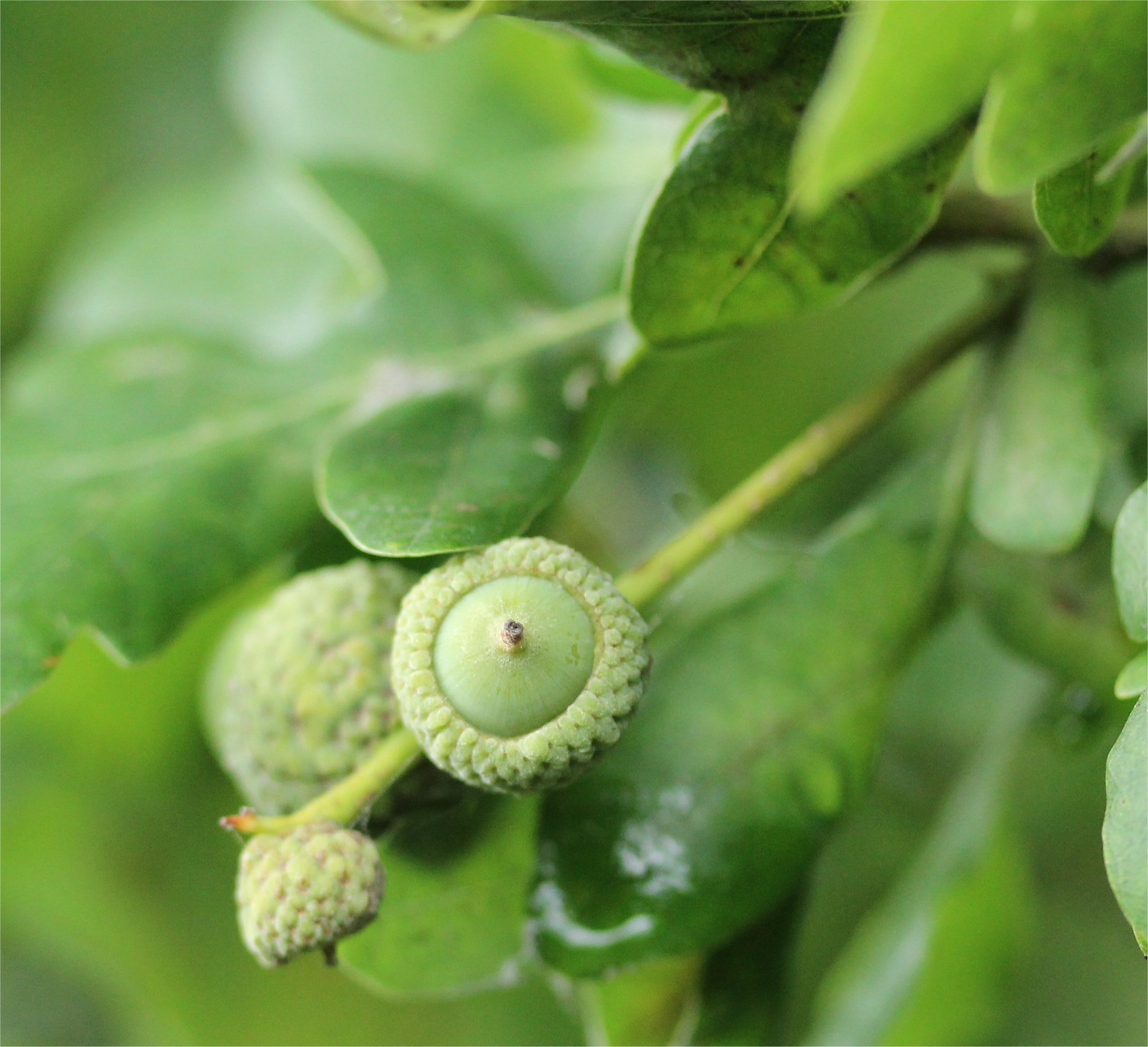 quercus robur