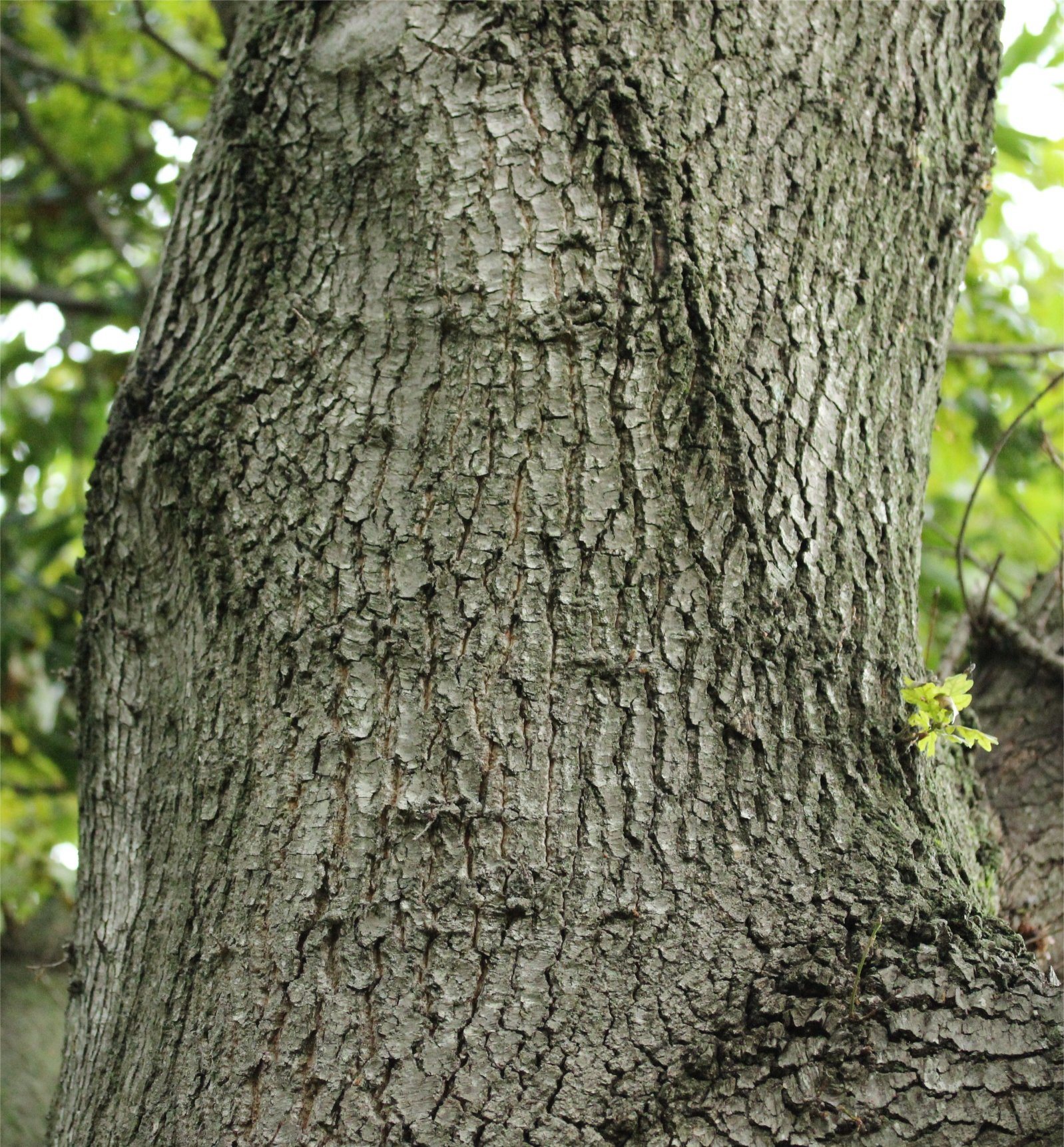 quercus robur
