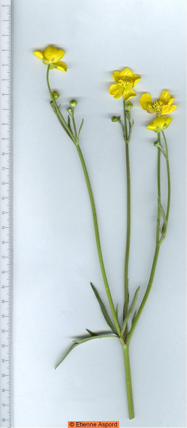 ranunculus acris