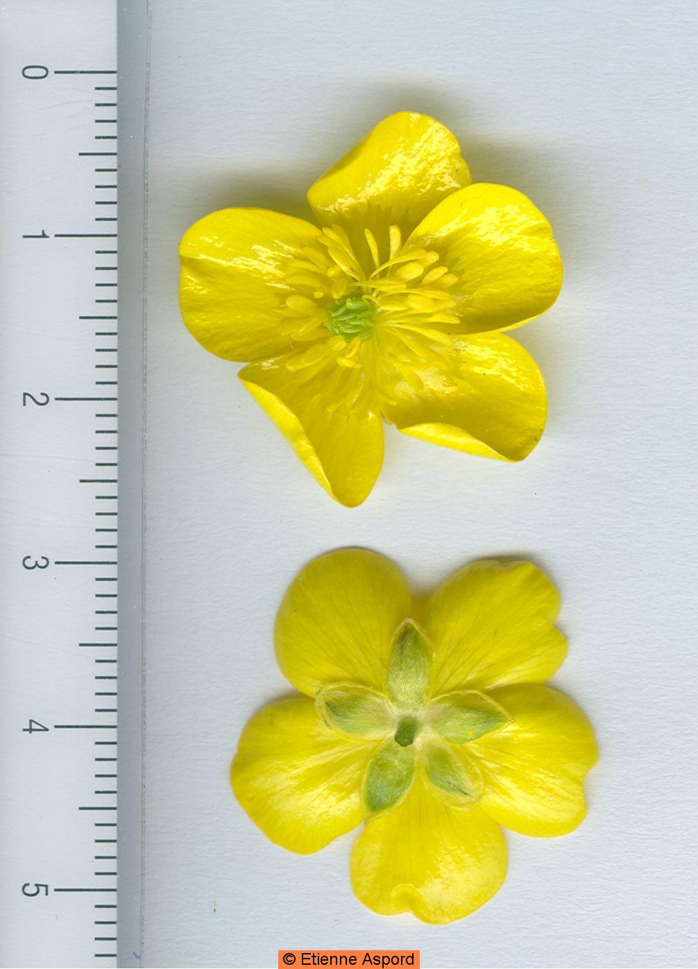 ranunculus acris
