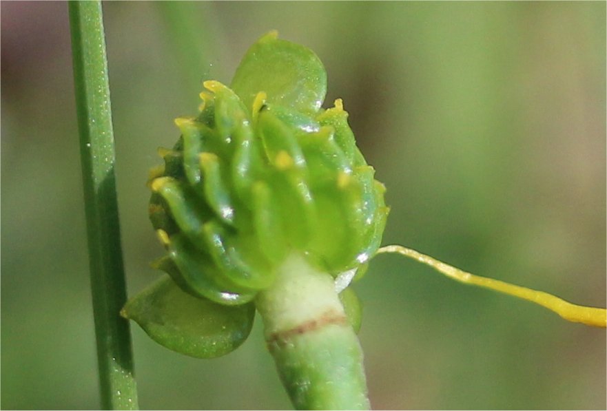 ranunculus acris
