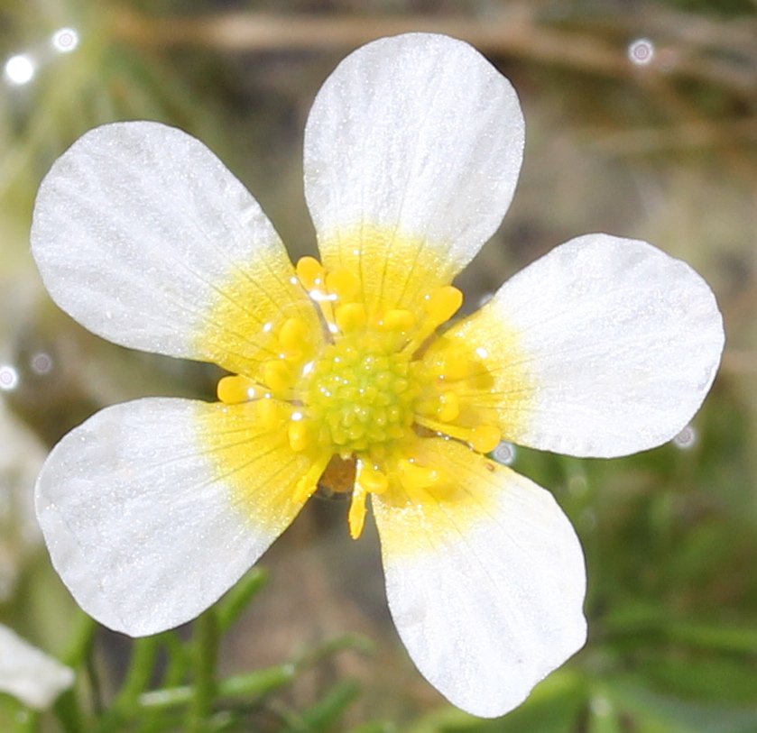 ranunculus baudotii