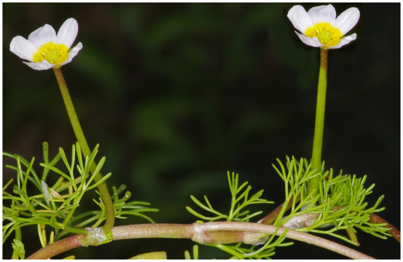 ranunculus baudotii