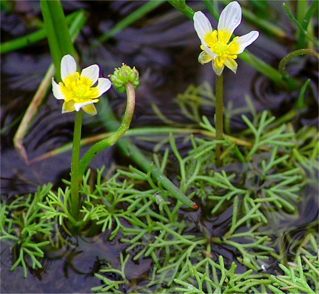 ranunculus circinatus