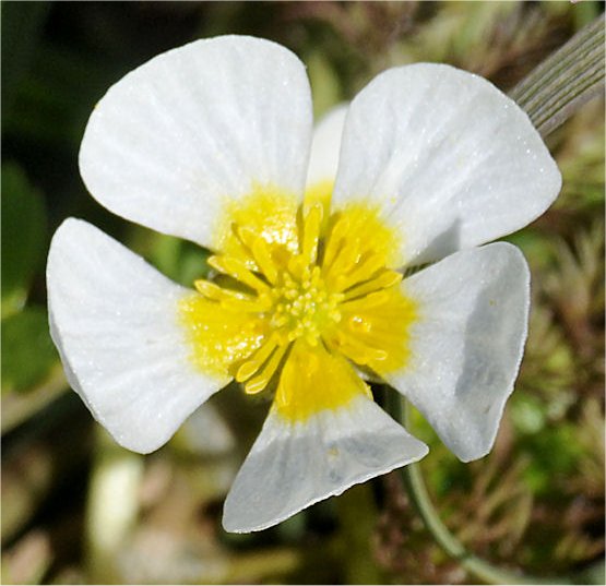 ranunculus circinatus
