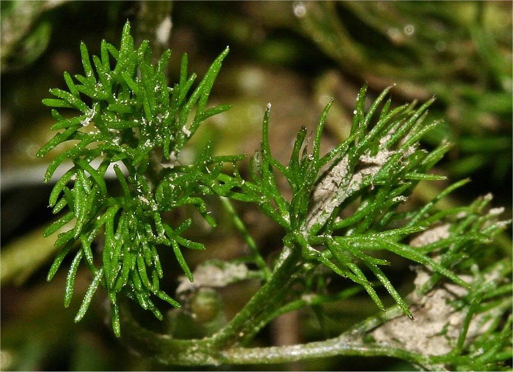 ranunculus circinatus