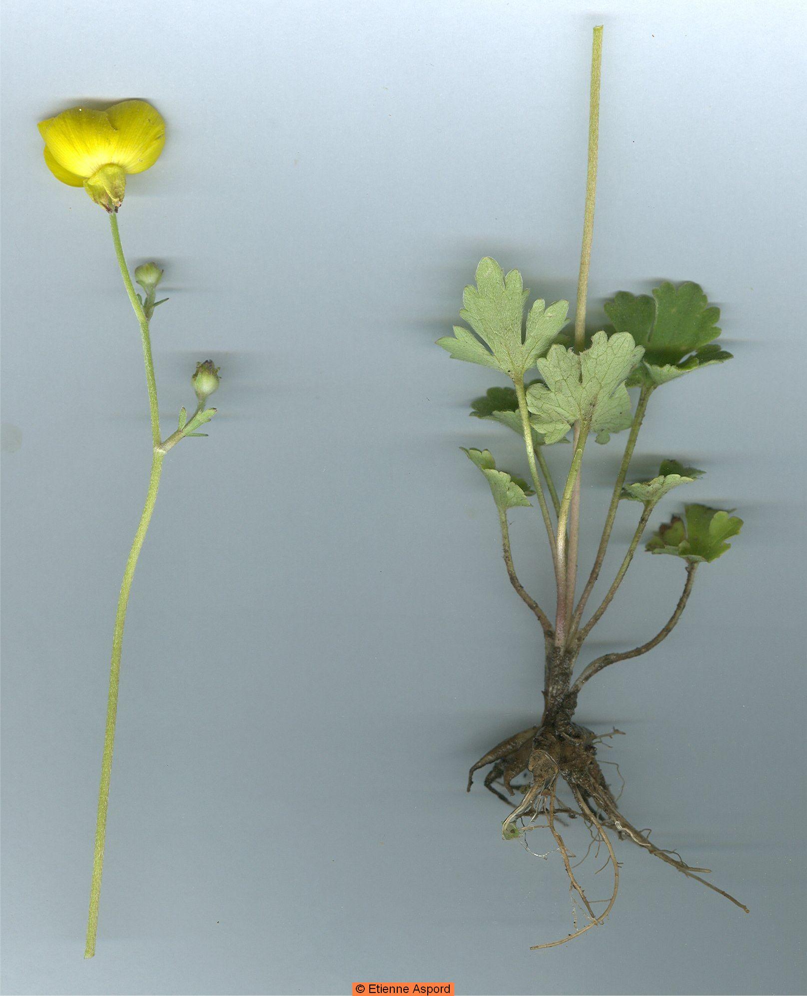 ranunculus monspeliacus