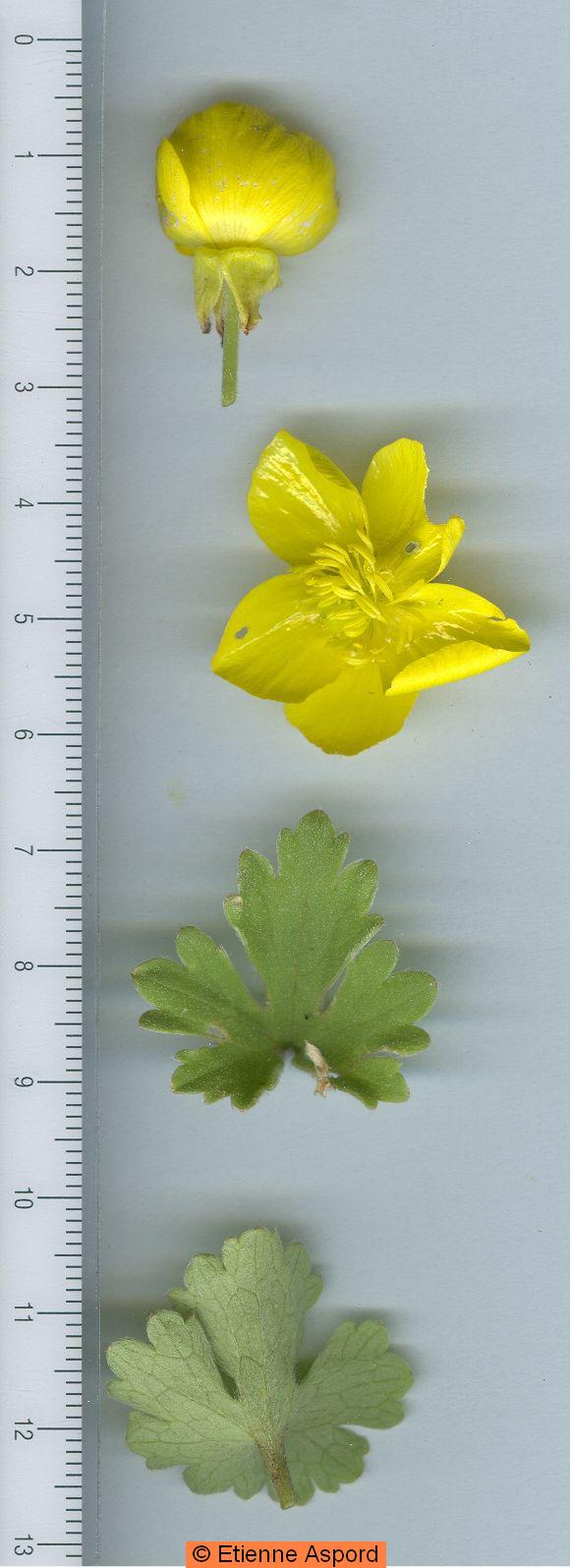ranunculus monspeliacus