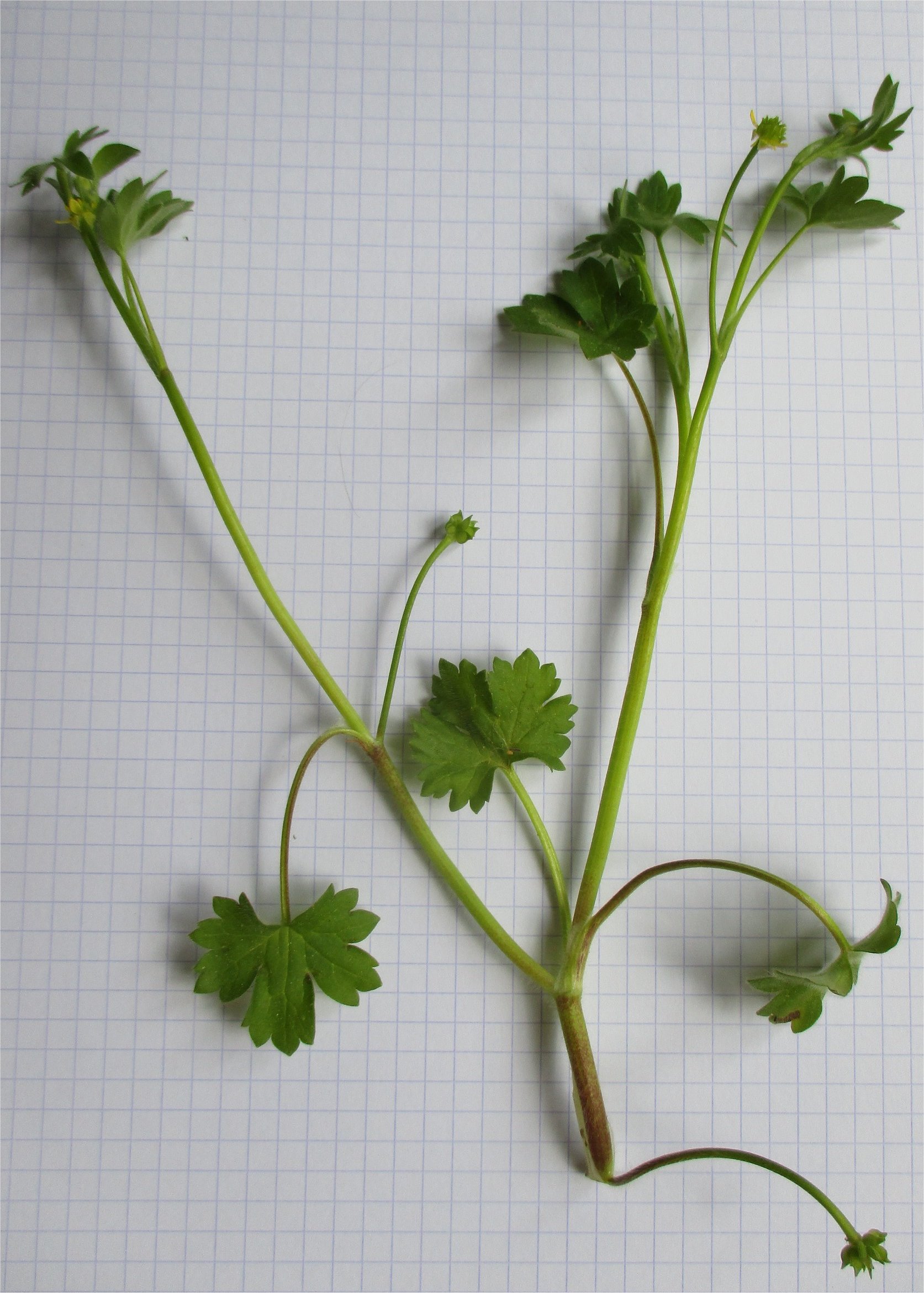 ranunculus parviflorus