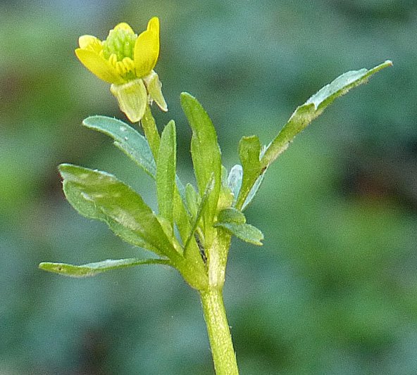 ranunculus parviflorus