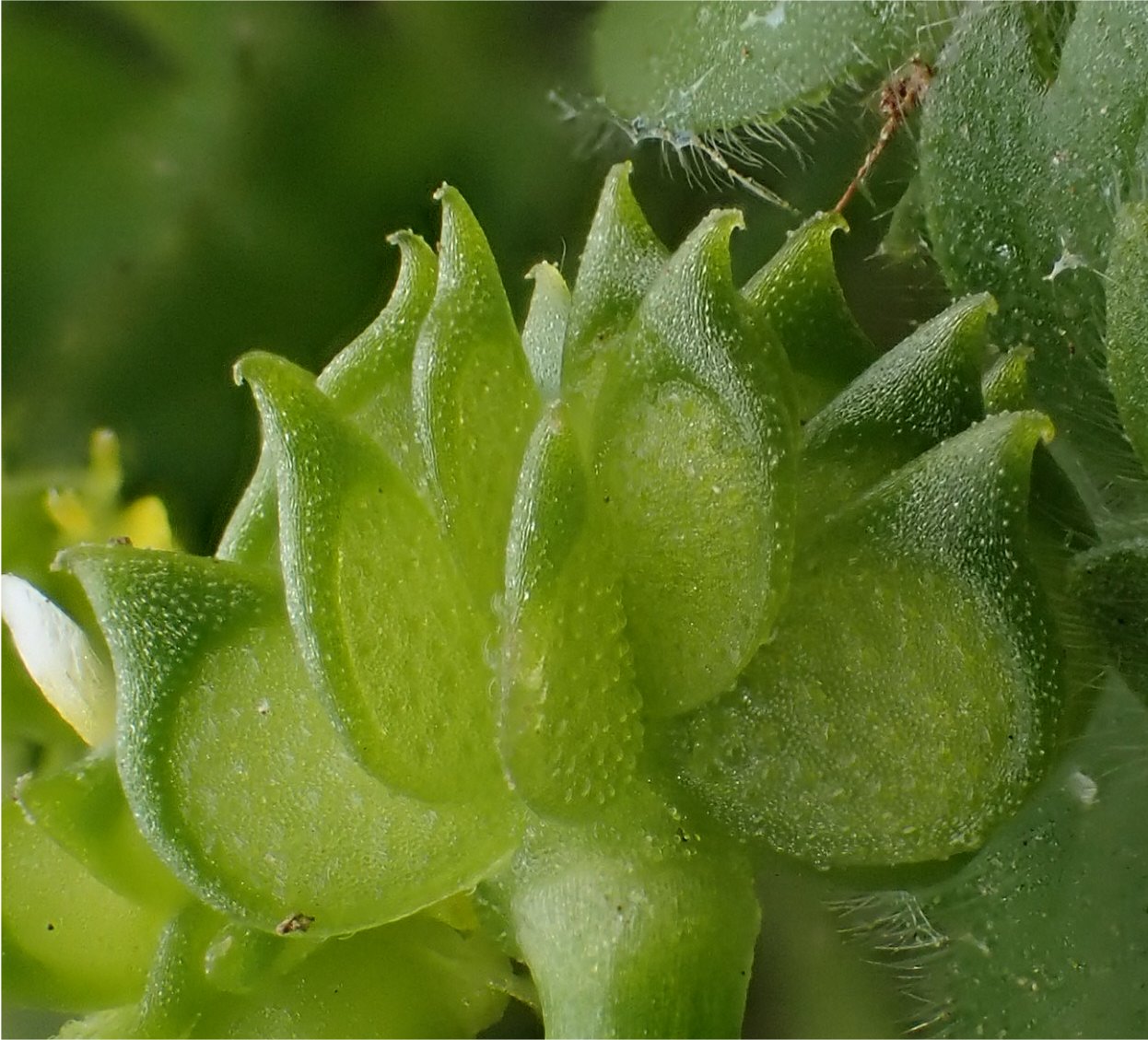 ranunculus parviflorus