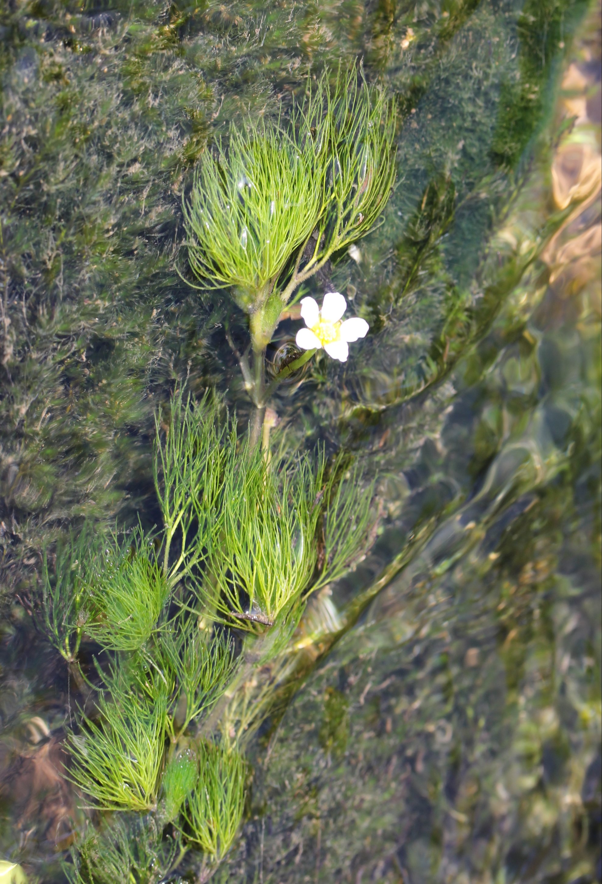 ranunculus penicillatus