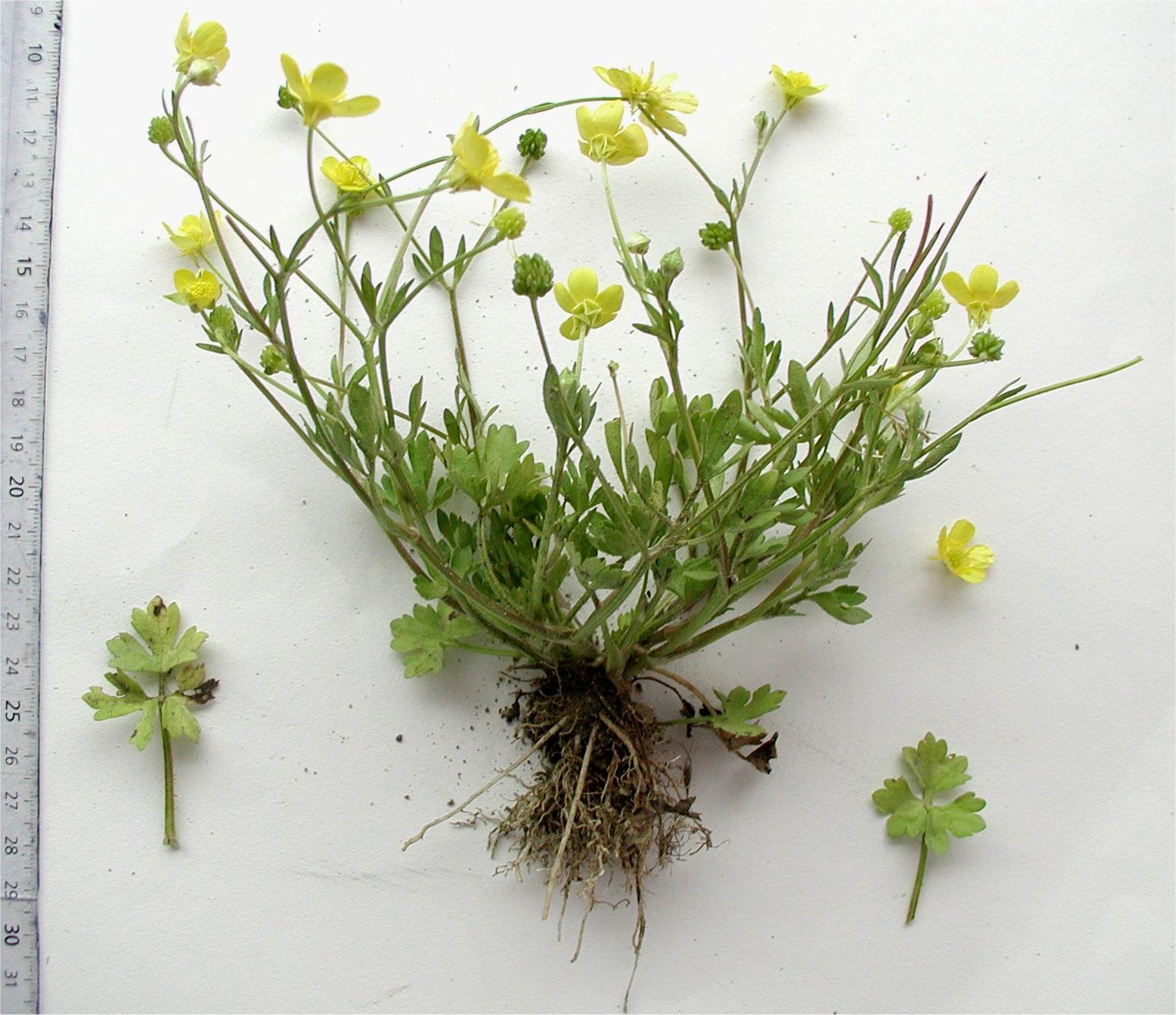 ranunculus sardous