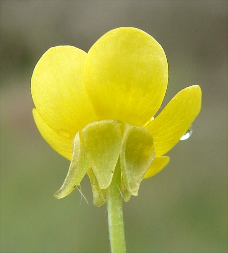 ranunculus sardous
