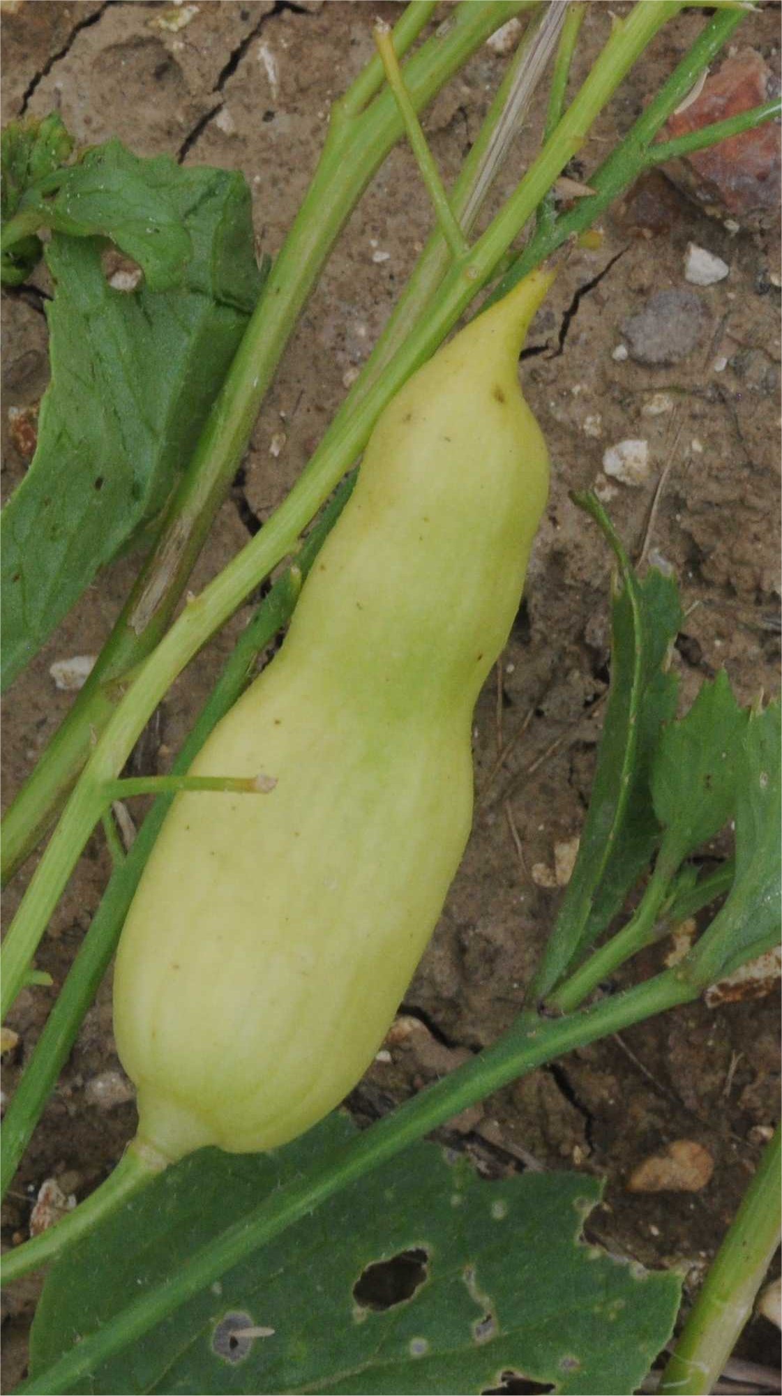 raphanus sativus