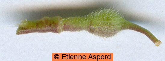 rapistrum rugosum