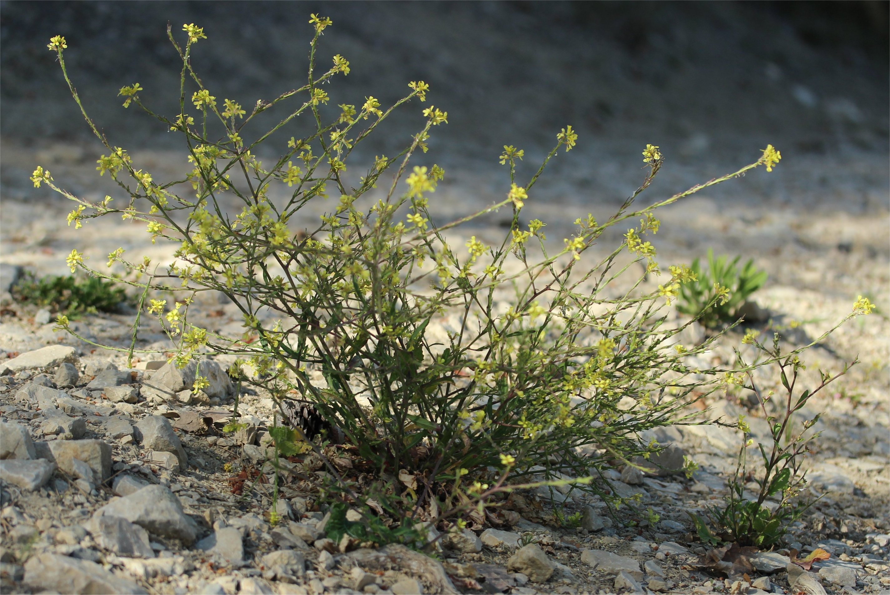 rapistrum rugosum