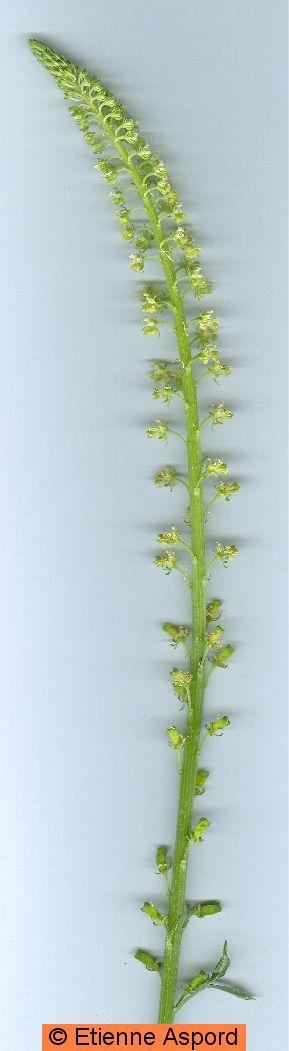 reseda-lutea