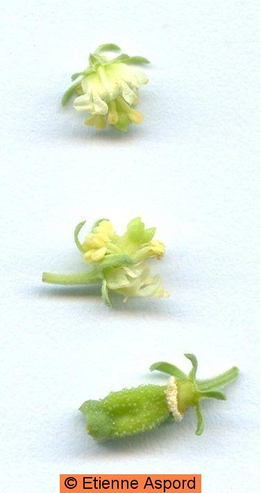reseda-lutea